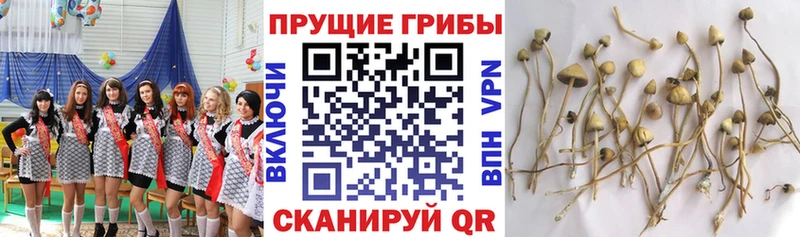 omg рабочий сайт Котлас сайты даркнета официальный сайт Галлюциногенные грибы Magic Shrooms